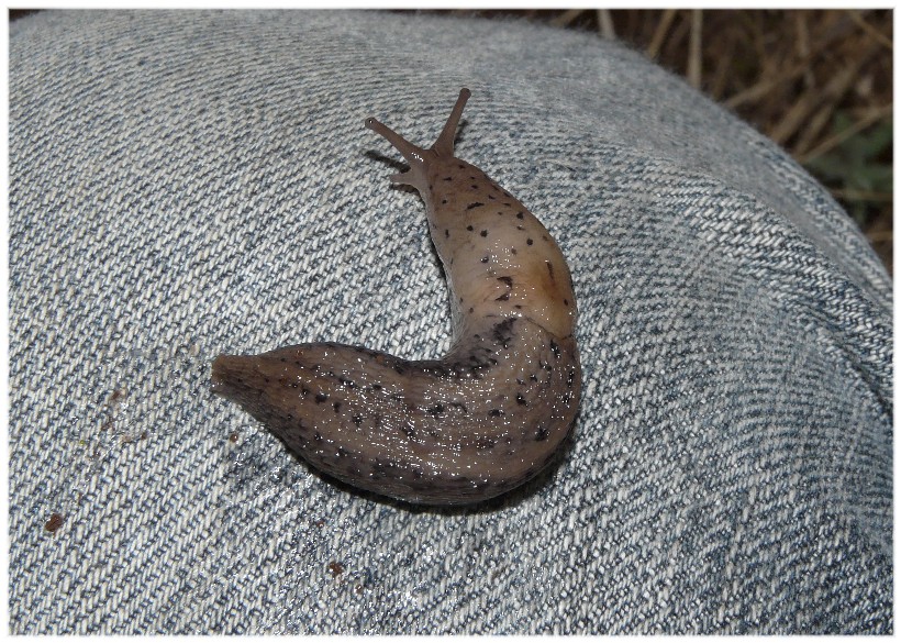 Alcuni Limax millepunctatus dal Gargano (FG)